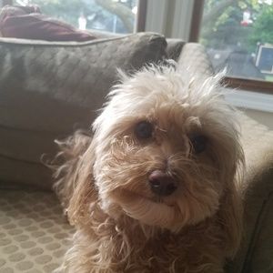 Meet your Posher, Charles